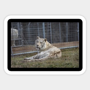 White Tiger Sticker